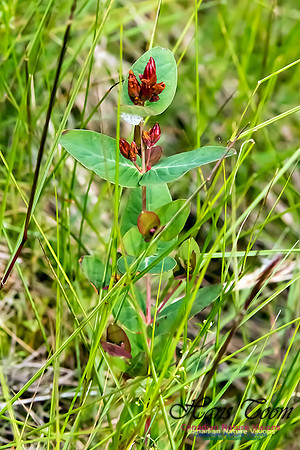 Marsh St. John's Wort