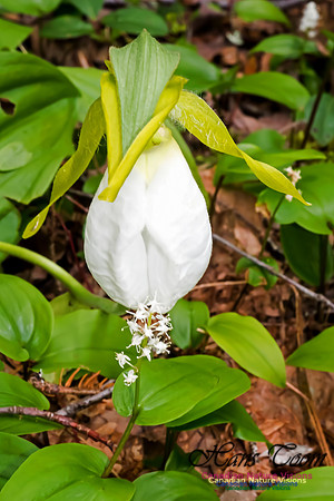 White Rhodora