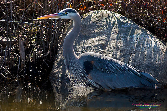 Great Blue Heron