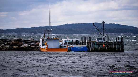 Coastal Tour 100