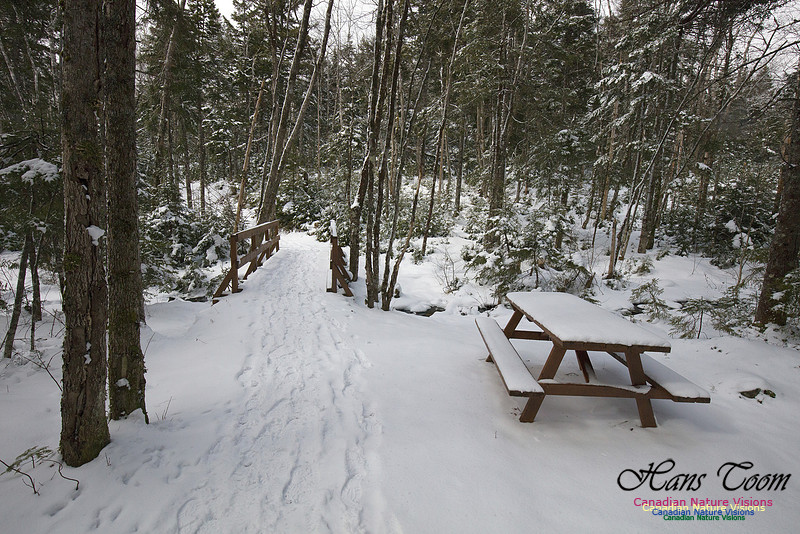 Woodlands in Spring (9)