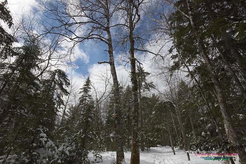 Woodlands in Spring (12)