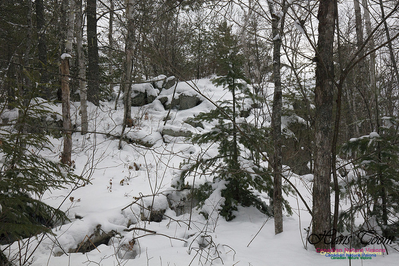 Woodlands in Spring (27)