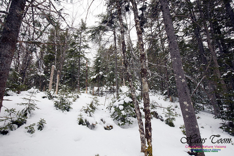 Woodlands in Spring (31)