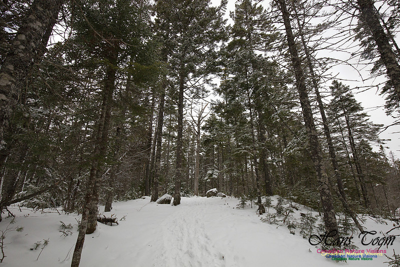 Woodlands in Spring (1)