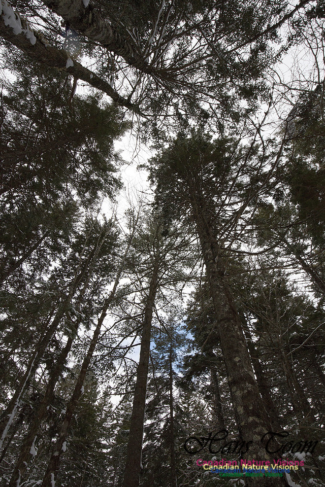 Woodlands in Spring (7)
