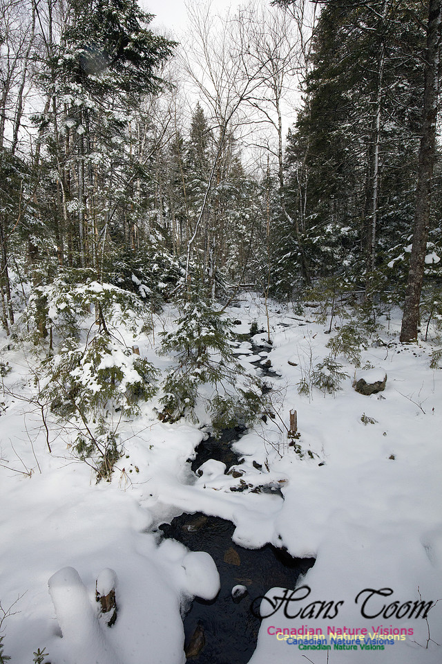Woodlands in Spring (10)