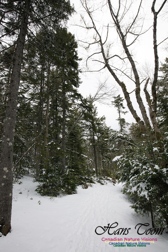 Woodlands in Spring (30)