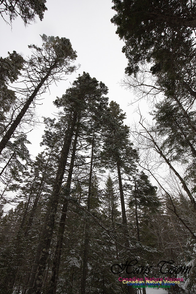 Woodlands in Spring (3)
