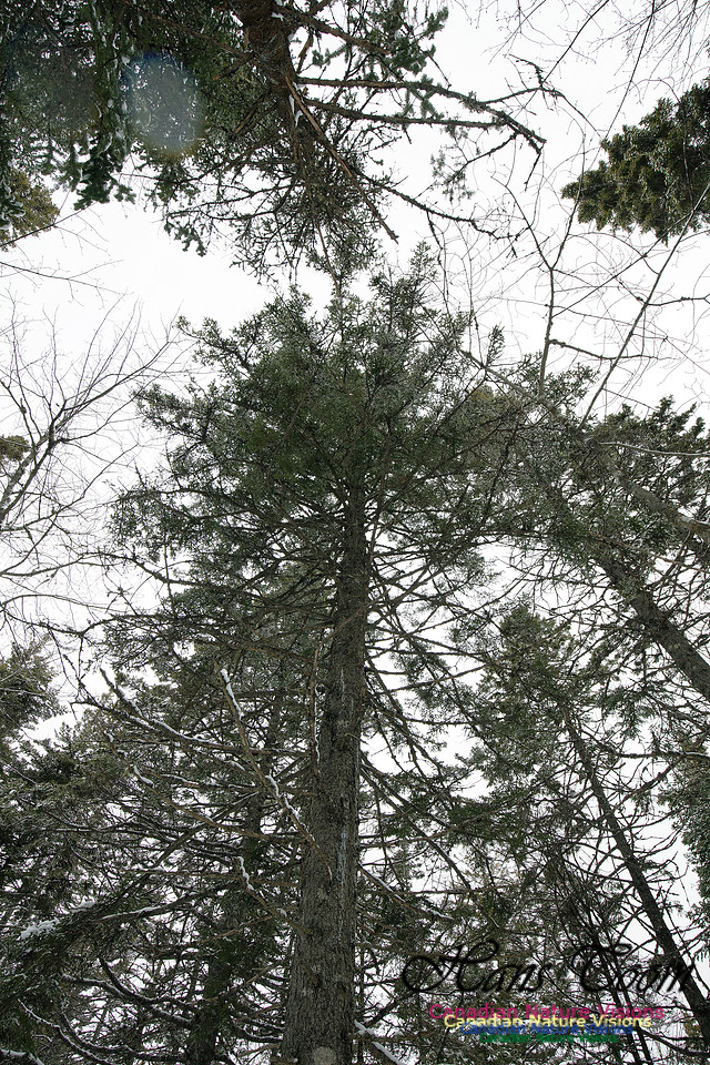 Woodlands in Spring (4)