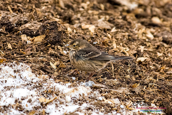 American Pipit 107