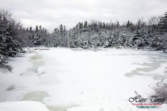 Chebucto Peninsula Early Spring Snow Storm (2)