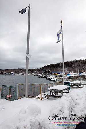 Chebucto Peninsula Early Spring Snow Storm (10)