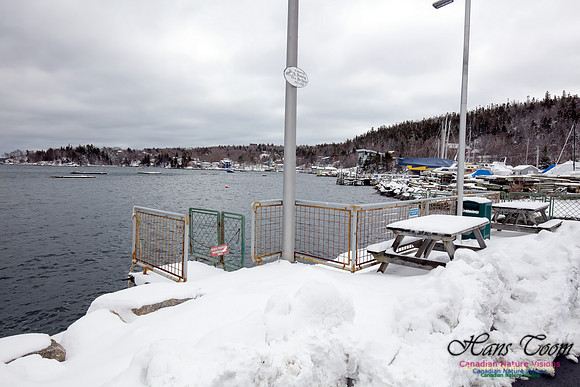 Chebucto Peninsula Early Spring Snow Storm (11)