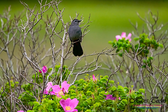 Grey Catbird 103