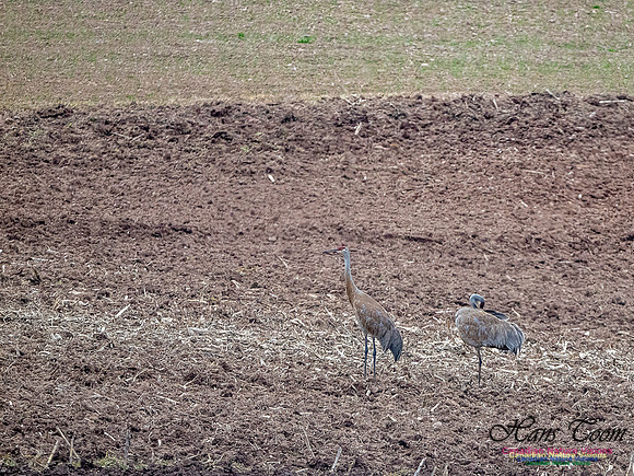 Sandhill Crane 905