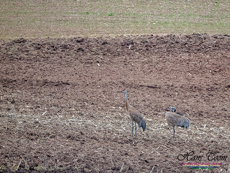 Sandhill Crane 905