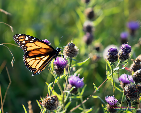 Monarch Butterfly 100