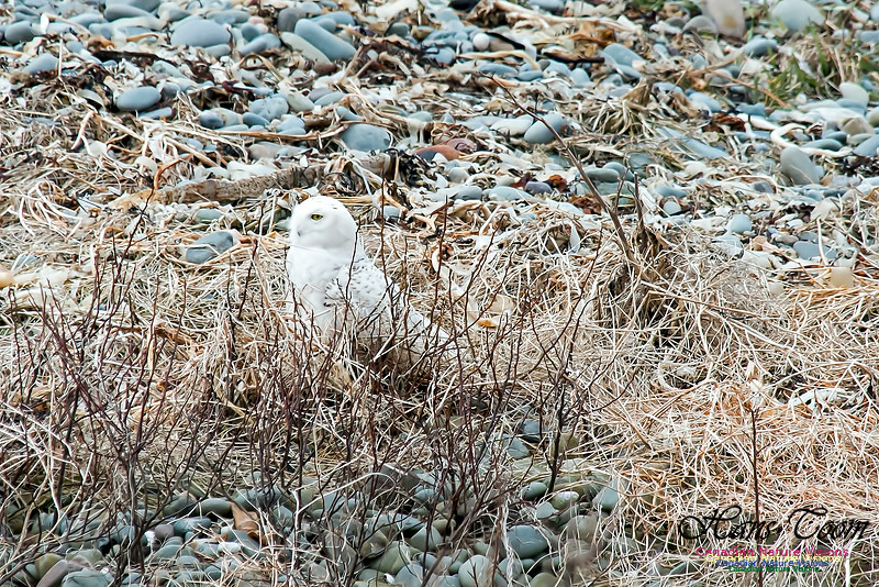 Snowy Owl