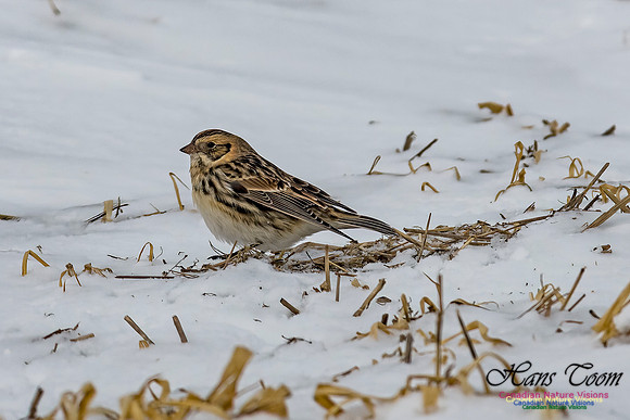 Lapland Longspur 103