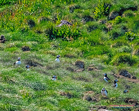 Great Island Puffins 116