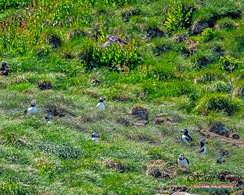 Great Island Puffins 116
