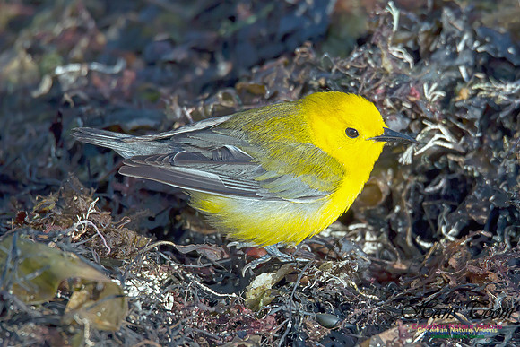 Prothonotary Warbler 6