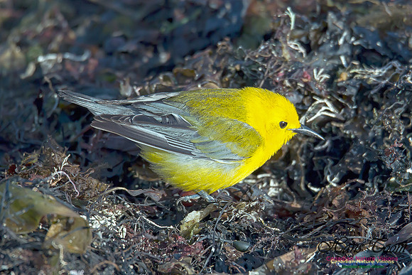 Prothonotary  Warbler 5