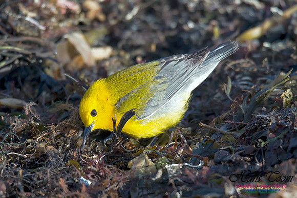 Prothonotary  Warbler 4