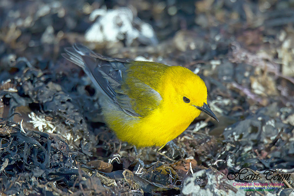 Prothonotary Warbler 8