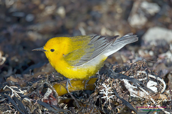 Prothonotary  Warbler 9