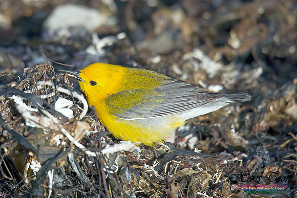 Prothonotary  Warbler 10