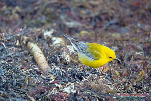 Prothonotary Warbler 14