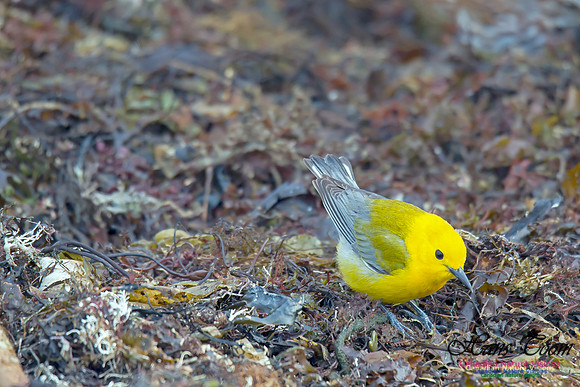 Prothonotary  Warbler 16
