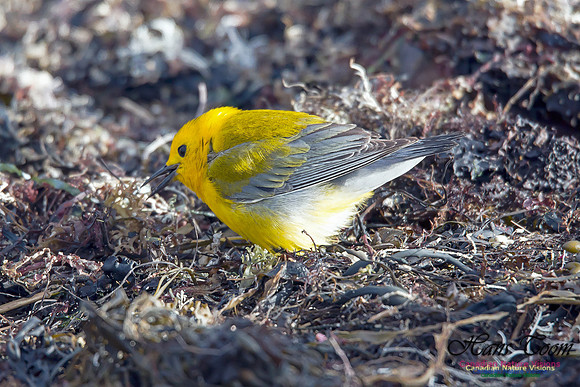 Prothonotary Warbler 15