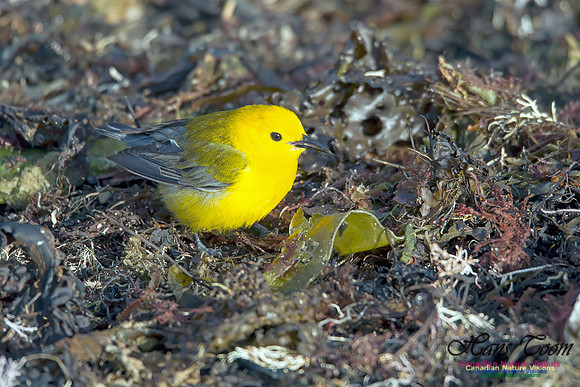 Prothonotary  Warbler 11