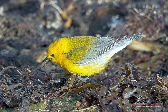 Prothonotary Warbler 12