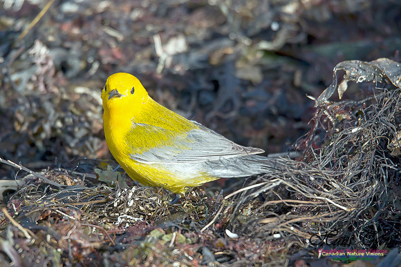Prothonotary Warbler 13