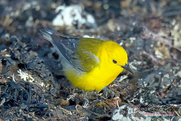 Prothonotary Warbler 8
