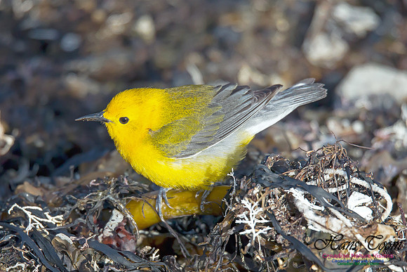 Prothonotary Warbler 9