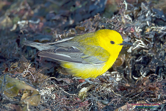 Prothonotary  Warbler 6