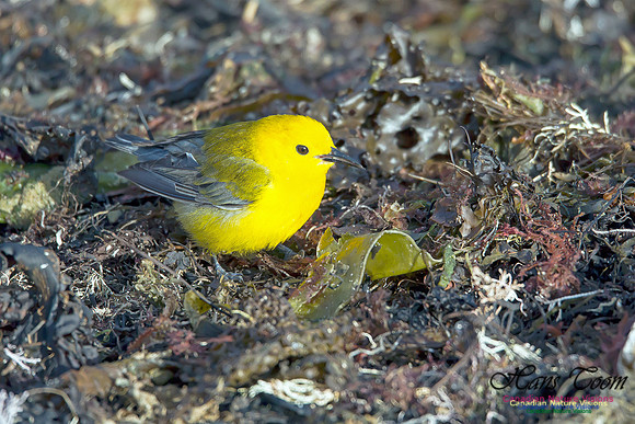 Prothonotary Warbler 11