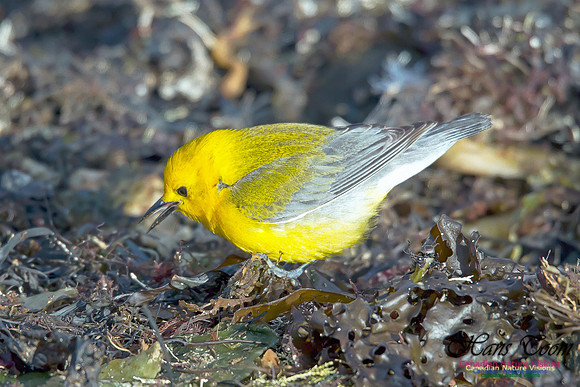 Prothonotary Warbler 12
