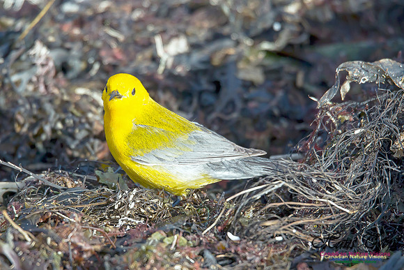 Prothonotary Warbler 13
