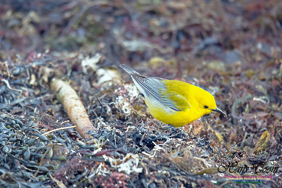 Prothonotary Warbler 14