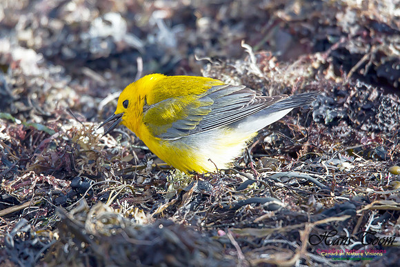 Prothonotary Warbler 15