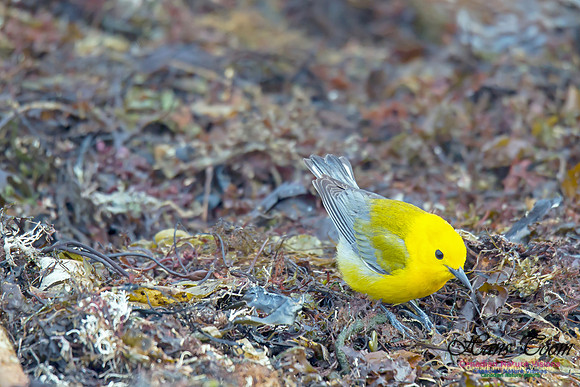 Prothonotary Warbler 16