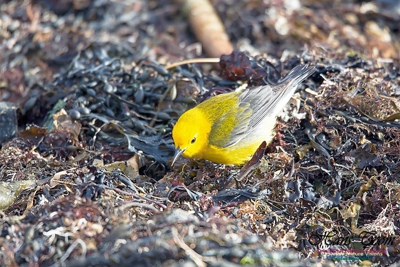 Prothonotory Warbler 17