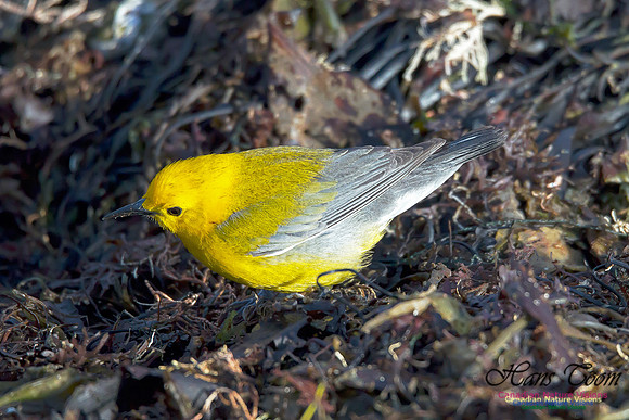 Prothonotary Warbler 1