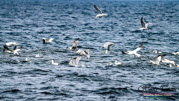 St. Vincent Whales and Gannets 129